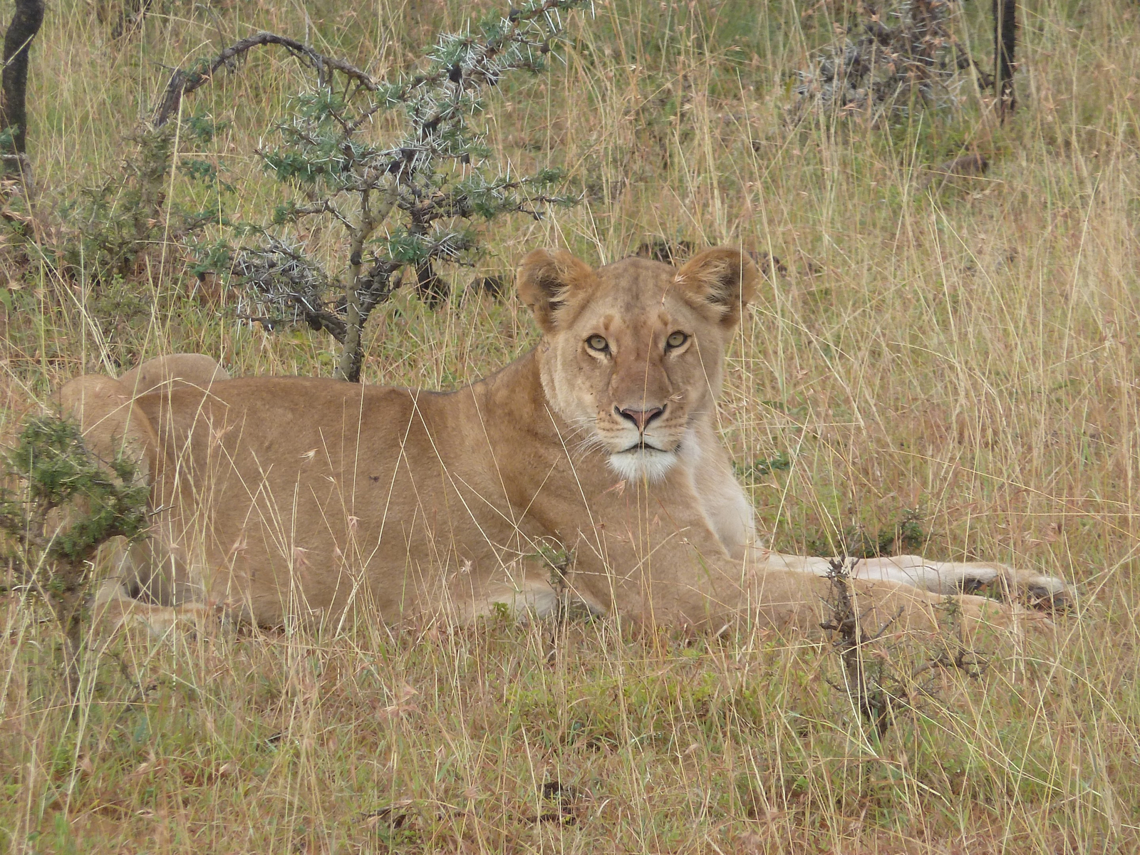 Encounter Mara Camp Encounter Mara Camp: Löwin