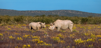 Etosha Heights Game Reserve: Tiere und Landschaft