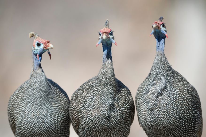 Etosha National Park