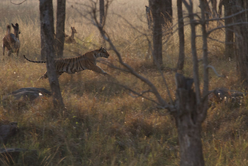 Flame of the Forest Safari Lodge: Jagender Tiger