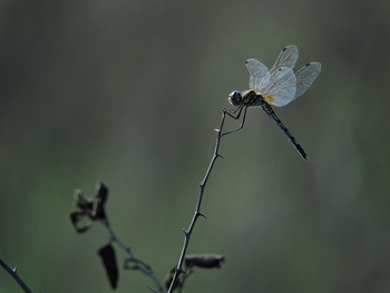 Flame of the Forest Safari Lodge: Libelle