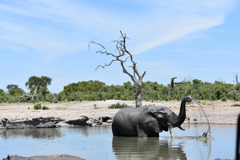 Ghoha Hills Savuti Lodge Ghoha Hills Savuti Lodge: Elefant im Wasserloch