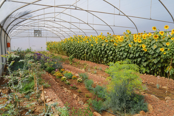 Gmundner Lodge: Gewächshaus