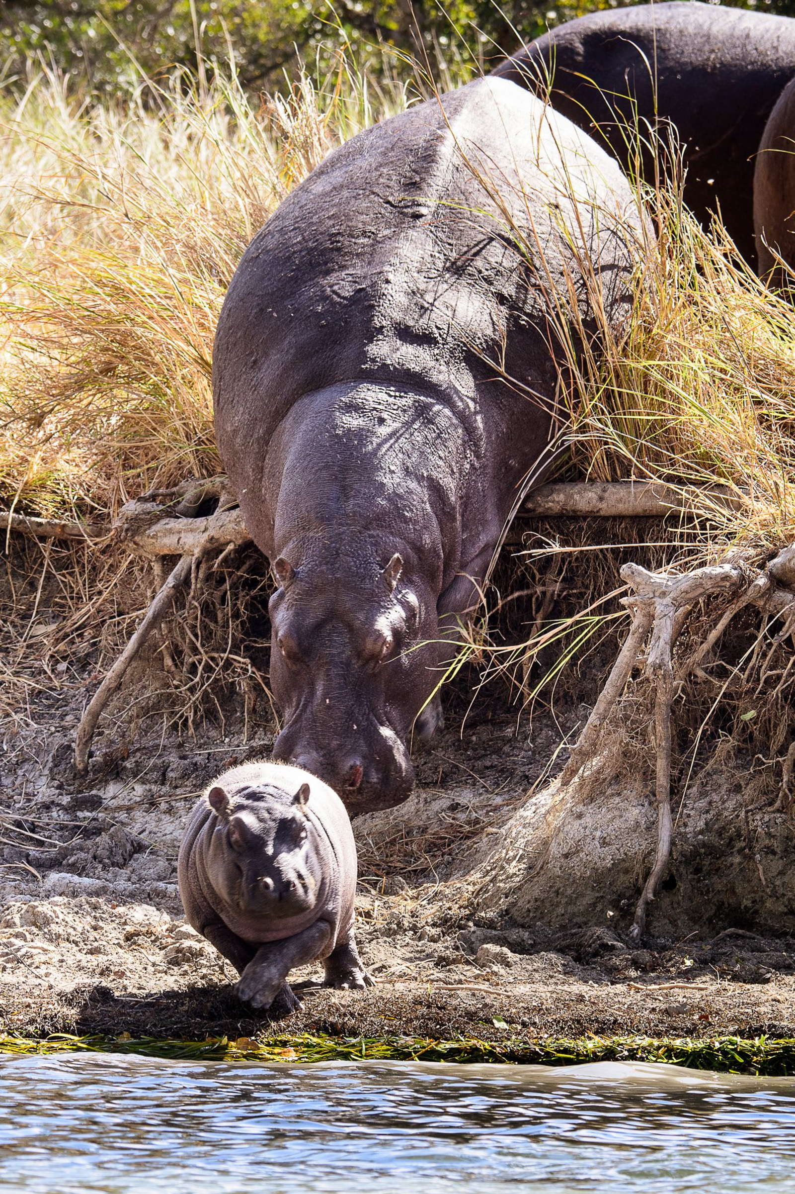 Ila Safari Lodge Ila Safari Lodge: Hippo Baby