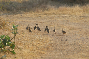 Jawai Jawai: Frankoline
