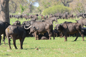 Karangoma Camp: Büffelherde