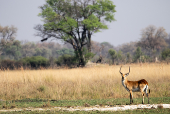 Karangoma Camp: Rote Moorantilope