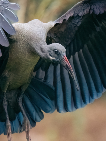 Katambuga House: Hadeda Ibis