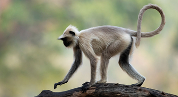 Kings Lodge: Graulangur