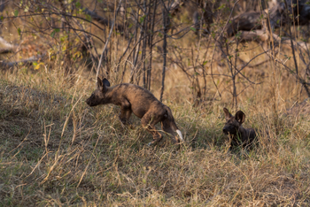 Lebala Camp Lebala Camp: Wildhundwelpen