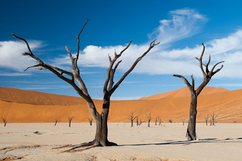 Little Kulala: Dead Vlei