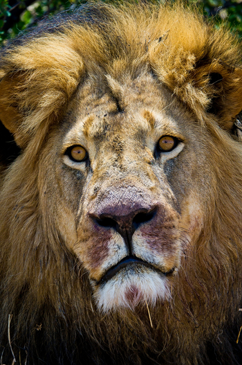 Little Makalolo Camp Little Makalolo Camp: Löwenmännchen