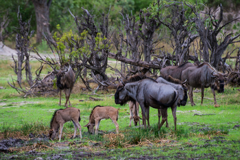 Little Vumbura Camp: Gnukälber