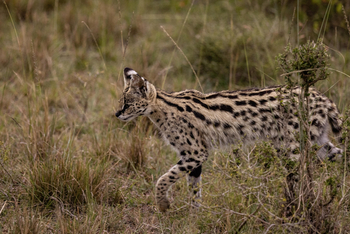Mahali Mzuri: Serval