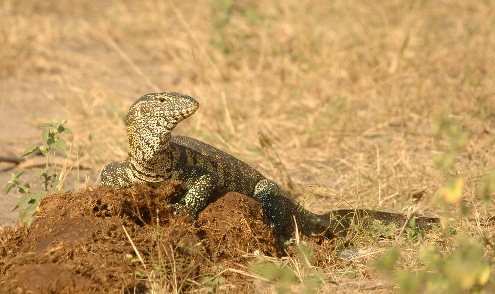 Muchenje Safari Lodge Muchenje Safari Lodge: Nilwaran