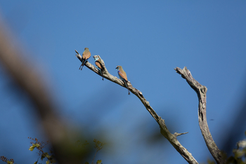 Ntemwa Busanga Bushcamp Ntemwa Busanga Bushcamp: Racket-tailed Rollers