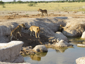 Nxai Pan Camp: Löwenrudel