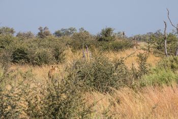 Okavango Explorers Camp Okavango Explorers Camp: Löwin und Giraffen