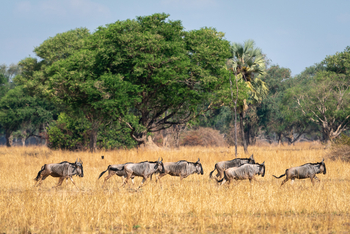 Robin Pope Safaris Robin Pope Safaris: Gnus