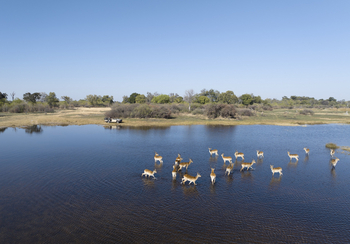 Shinde Footsteps Shinde Footsteps: Rote Moorantilopen