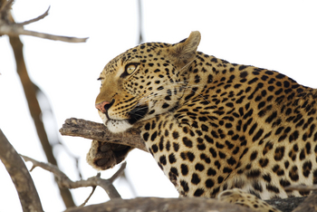 Shinde Lodge Shinde Lodge: Spähender Leopard