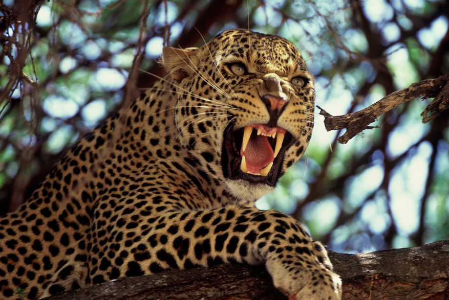 Tarangire Safari Lodge