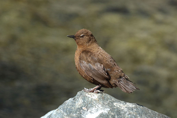 Vanghat: Brown Dipper