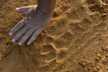 Victoria Falls River Lodge Victoria Falls River Lodge: Löwenspur