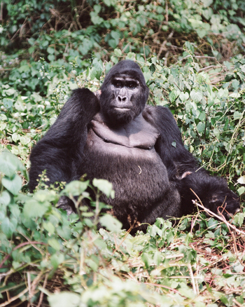 Volcanoes Bwindi Lodge: Alter Gorilla