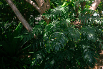 Xanadu Villas: Pflanzen