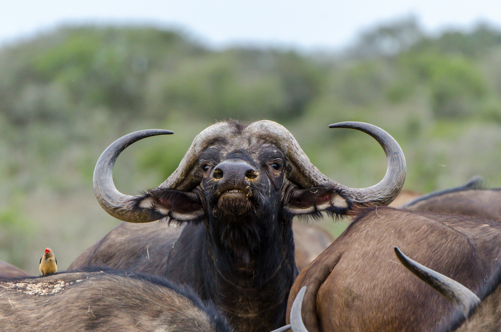 Kwandwe Private Game Reserve Kwandwe Private Game Reserve