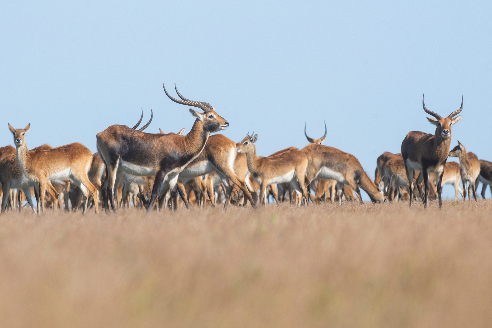 Shoebill Island Camp Shoebill Island Camp: Schwarze Moorantilopen