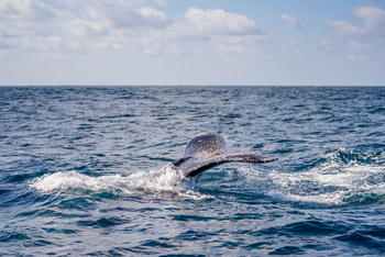 Azura Benguerra Island: Schwanzflosse