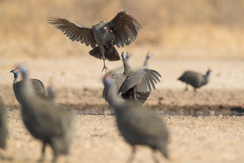 Dinaka Lodge: Helmperlhühner