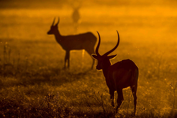 Duba Plains Camp: Lechwe-Hörner