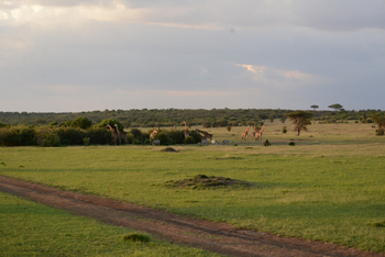Entim Masai Mara: Giraffenherde