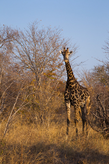 Ghoha Hills Savuti Lodge Ghoha Hills Savuti Lodge: Giraffe