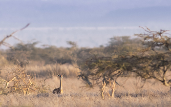 Governors' Mugie: Gerenuk