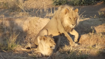 Hobatere Lodge: Junger Löwe mit Partnerin