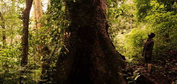 Spice Village: Baumriese