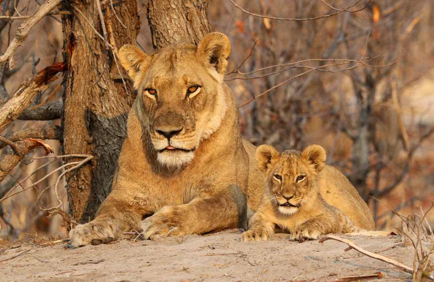 Imvelo Safaris Imvelo Safaris