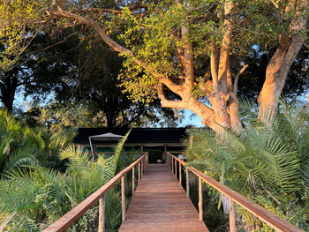 Kala Camp: Großer Baum vor dem Camp