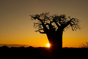 Koro River Camp: Mittelalter Baobab