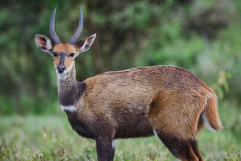 Koroi Forest Camp: Buschbock