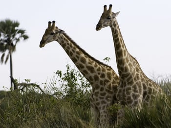 Kwetsani Camp: Giraffen