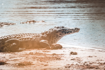 Lebala Camp Lebala Camp: Krokodil am Kwando-Ufer