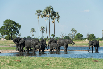 Linkwasha Camp Linkwasha Camp: Elefanten beim Bad