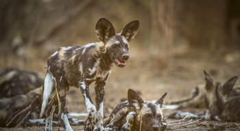 Little Vundu Camp Little Vundu Camp: Junger Wildhund