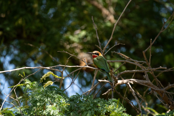 Mana River Camp Mana River Camp: White-fronted Bee Eater