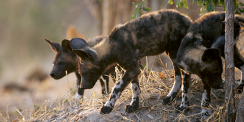 Mapula Lodge: Wildhundwelpen